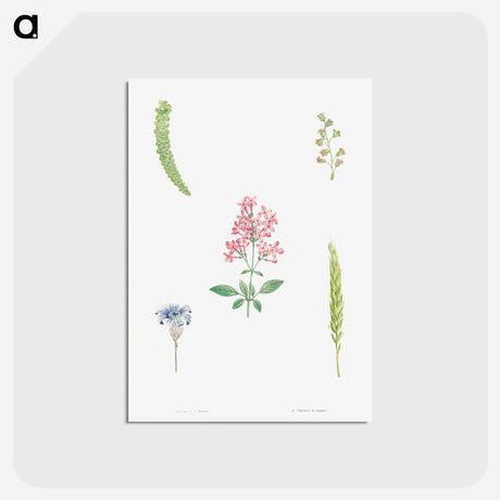 アートポストカード-Flower set from La Botanique de J. J. Rousseau - ピエール ジョゼフ ルドゥーテ Postcard.