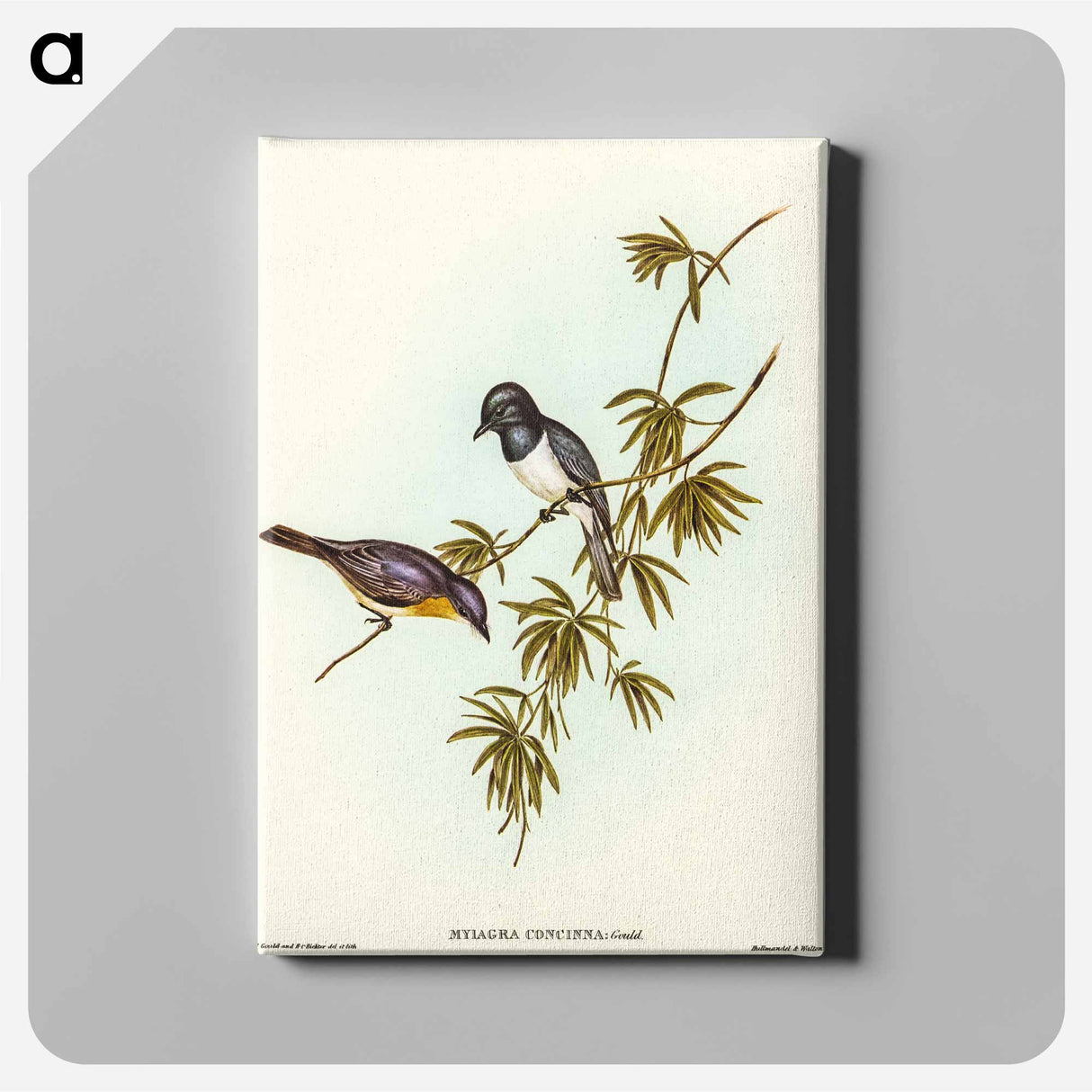 アートパネル-Pretty Flycatcher
 - オーストラリアの鳥 Canvas.