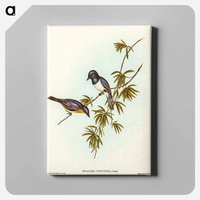 アートパネル-Pretty Flycatcher
 - オーストラリアの鳥 Canvas.