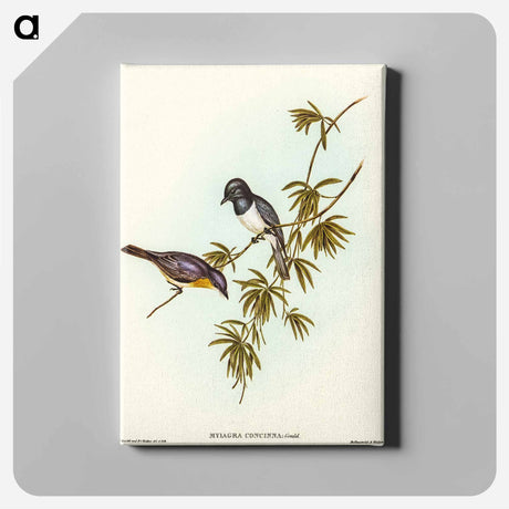 アートパネル-Pretty Flycatcher
 - オーストラリアの鳥 Canvas.