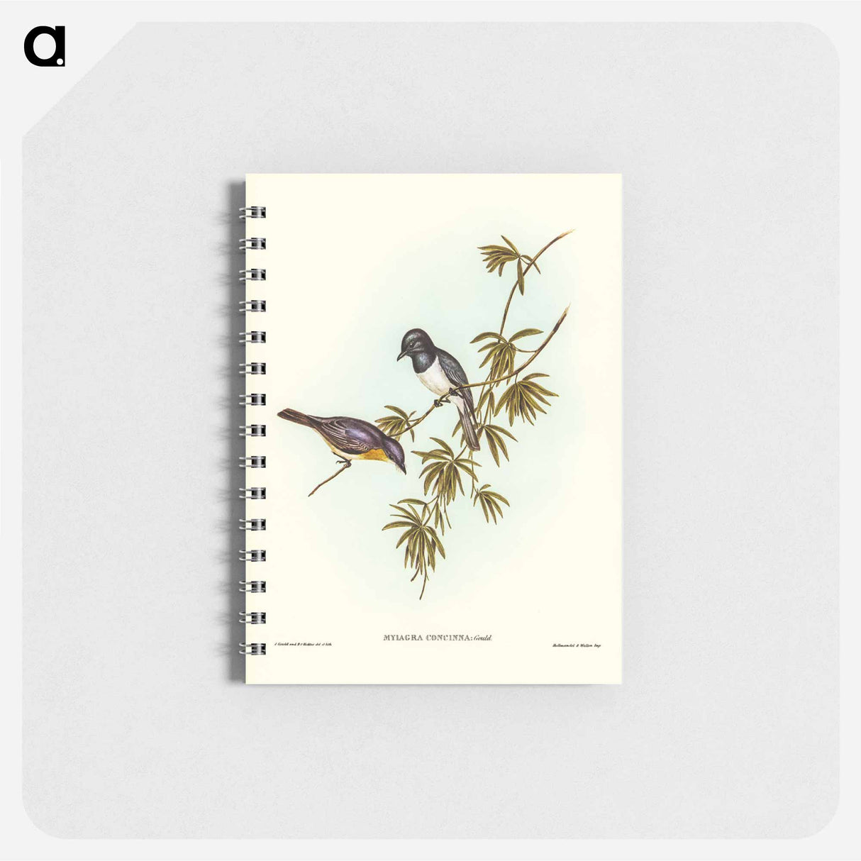 アートメモ帳-Pretty Flycatcher
 - オーストラリアの鳥 Memo.