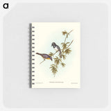 アートメモ帳-Pretty Flycatcher
 - オーストラリアの鳥 Memo.