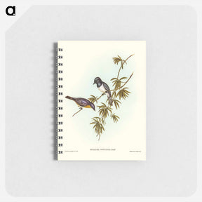アートメモ帳-Pretty Flycatcher
 - オーストラリアの鳥 Memo.