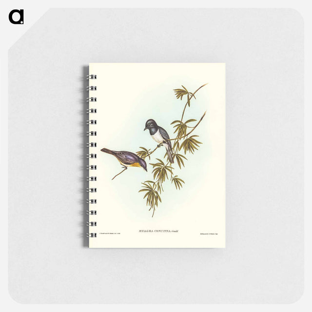 アートメモ帳-Pretty Flycatcher
 - オーストラリアの鳥 Memo.
