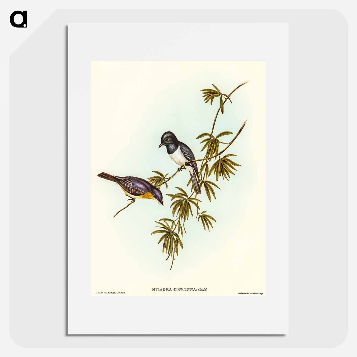 アートポスター-Pretty Flycatcher
 - オーストラリアの鳥 Poster.