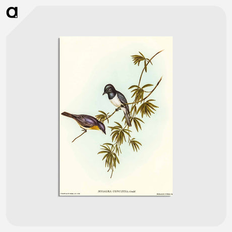 アートポストカード-Pretty Flycatcher
 - オーストラリアの鳥 Postcard.