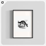 アートポスター-Duck-Billed Platypus
 - 大英図書館 Poster.