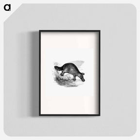 アートポスター-Duck-Billed Platypus
 - 大英図書館 Poster.