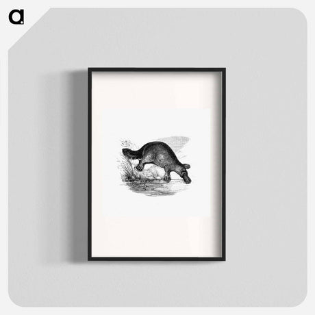 アートポスター-Duck-Billed Platypus
 - 大英図書館 Poster.