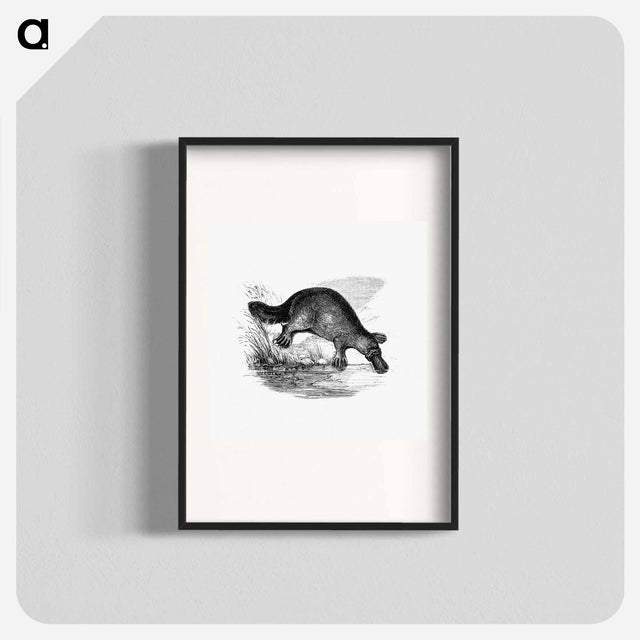 アートポスター-Duck-Billed Platypus
 - 大英図書館 Poster.