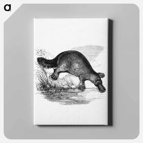 アートパネル-Duck-Billed Platypus
 - 大英図書館 Canvas.