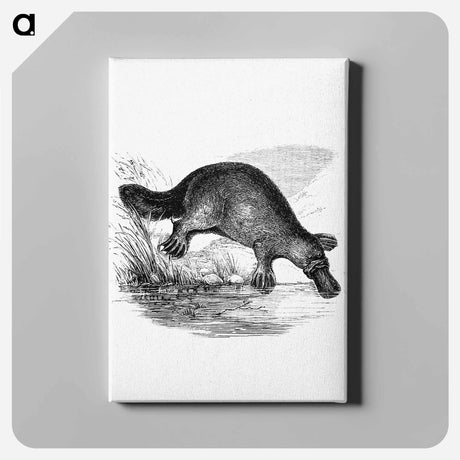 アートパネル-Duck-Billed Platypus
 - 大英図書館 Canvas.