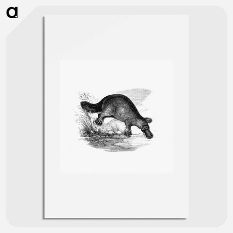 アートポスター-Duck-Billed Platypus
 - 大英図書館 Poster.