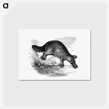 アートポストカード-Duck-Billed Platypus
 - 大英図書館 Postcard.