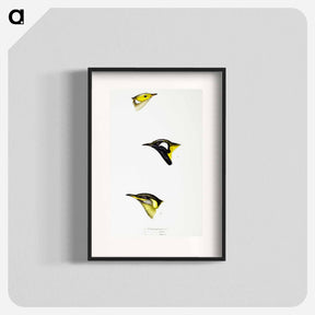 アートポスター-Australian Honeyeaters
 - ジョン グールド Poster.