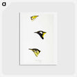アートポストカード-Australian Honeyeaters
 - ジョン グールド Postcard.