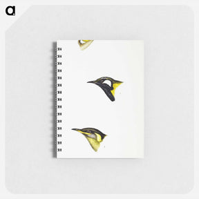 アートメモ帳-Australian Honeyeaters
 - ジョン グールド Memo.