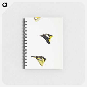 Australian Honeyeaters
 - ジョン グールド Memo.
