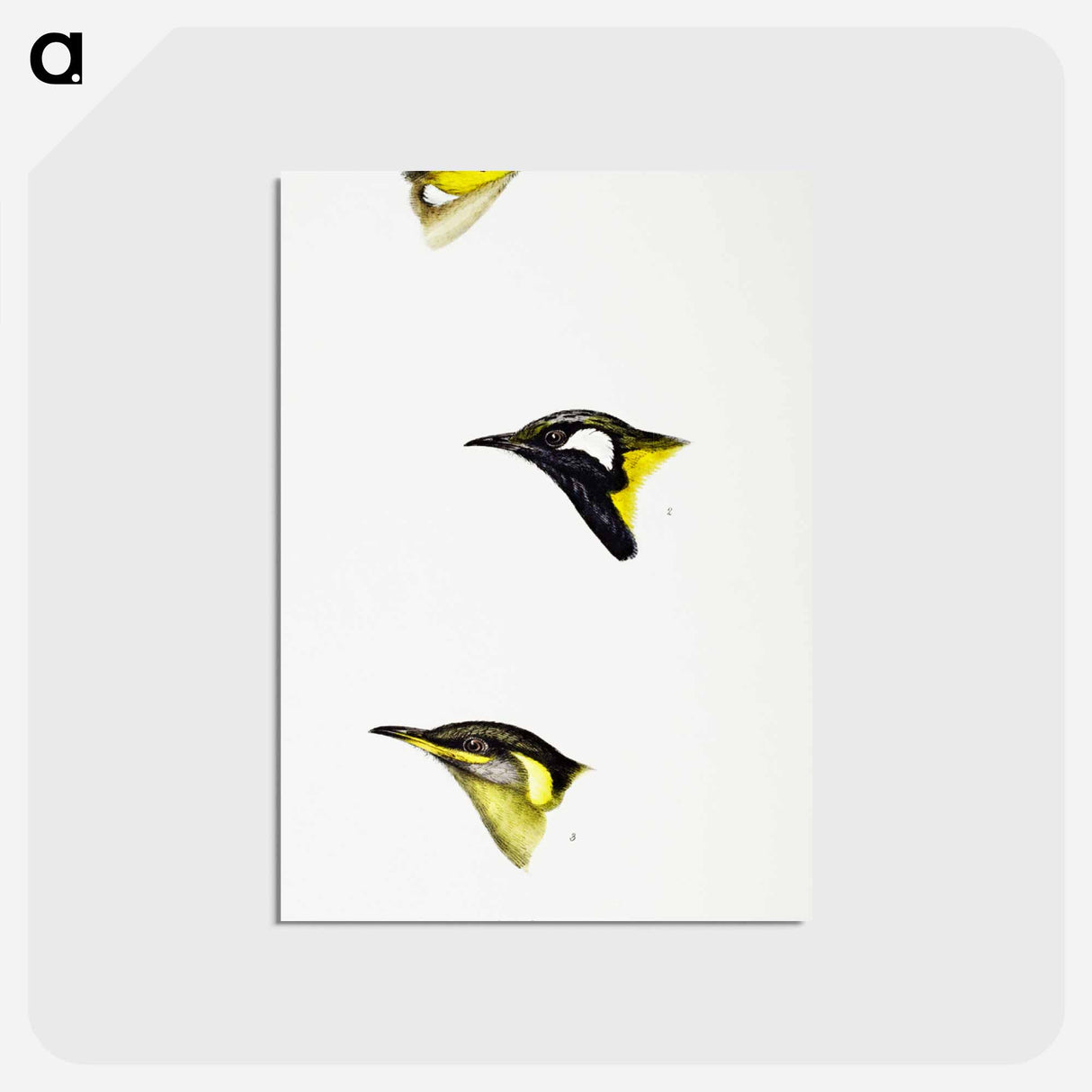 アートポストカード-Australian Honeyeaters
 - ジョン グールド Postcard.