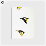 アートポストカード-Australian Honeyeaters
 - ジョン グールド Postcard.