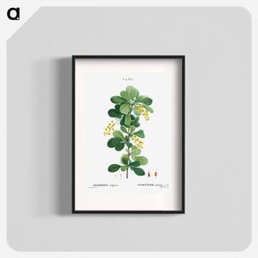 アートポスター-Common barberry, Berberis vulgaris - ピエール ジョゼフ ルドゥーテ Poster.