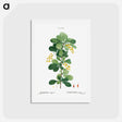 アートポストカード-Common barberry, Berberis vulgaris - ピエール ジョゼフ ルドゥーテ Postcard.