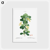 アートポストカード-Common barberry, Berberis vulgaris - ピエール ジョゼフ ルドゥーテ Postcard.