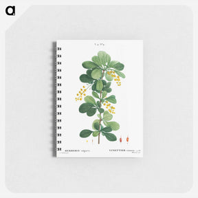 アートメモ帳-Common barberry, Berberis vulgaris - ピエール ジョゼフ ルドゥーテ Memo.
