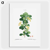 Common barberry, Berberis vulgaris - ピエール ジョゼフ ルドゥーテ Poster.