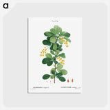 アートポストカード-Common barberry, Berberis vulgaris - ピエール ジョゼフ ルドゥーテ Postcard.