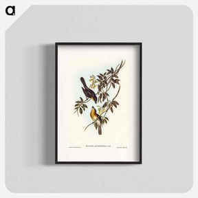 アートポスター-Broad-billed Flycatcher
 - オーストラリアの鳥 Poster.
