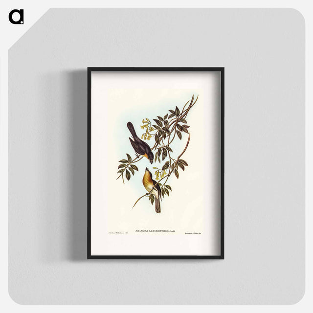 アートポスター-Broad-billed Flycatcher
 - オーストラリアの鳥 Poster.