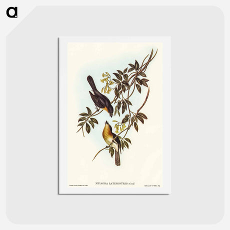 アートポストカード-Broad-billed Flycatcher
 - オーストラリアの鳥 Postcard.