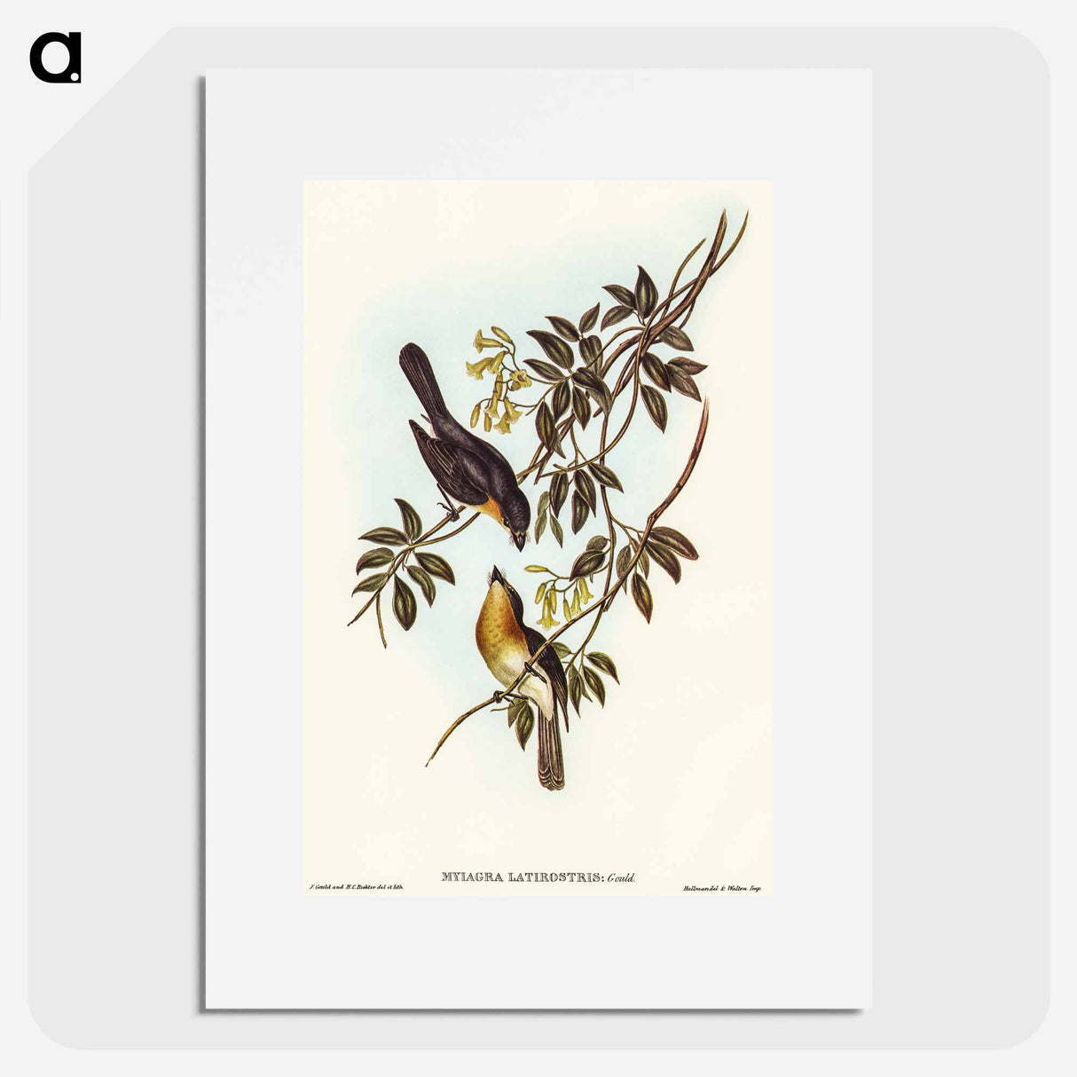 Broad-billed Flycatcher
 - オーストラリアの鳥 Poster.