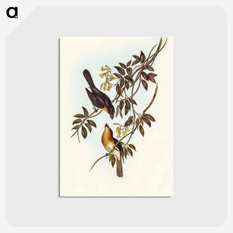 アートポストカード-Broad-billed Flycatcher
 - オーストラリアの鳥 Postcard.