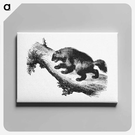 アートパネル-The Wolverine from Nimrod In The North, Or Hunting And Fishing Adventures In The Arctic Regions
 - 大英図書館 Canvas.