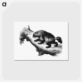アートポストカード-The Wolverine from Nimrod In The North, Or Hunting And Fishing Adventures In The Arctic Regions
 - 大英図書館 Postcard.