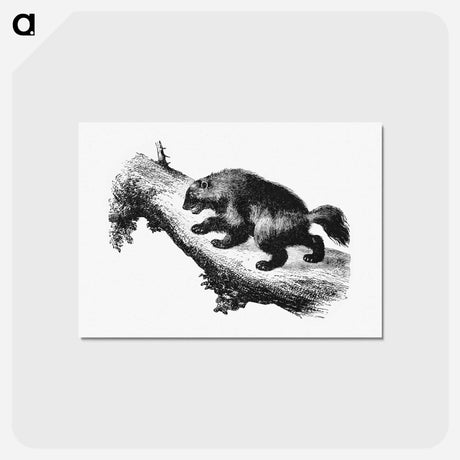 アートポストカード-The Wolverine from Nimrod In The North, Or Hunting And Fishing Adventures In The Arctic Regions
 - 大英図書館 Postcard.