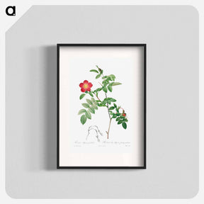アートポスター-Rosa Alpina Pendulina
 - クリーブランド美術館 Poster.