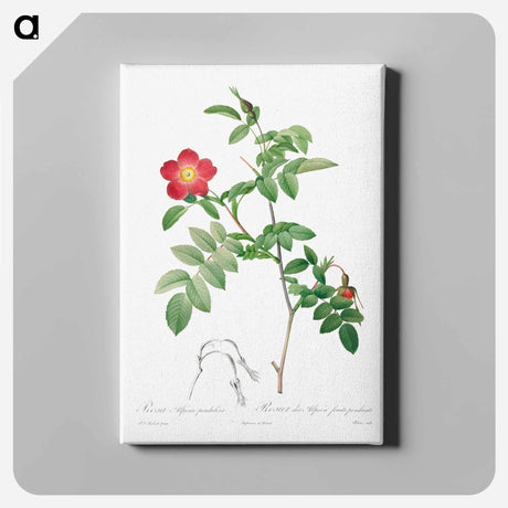 アートパネル-Rosa Alpina Pendulina
 - クリーブランド美術館 Canvas.