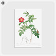 アートポストカード-Rosa Alpina Pendulina
 - クリーブランド美術館 Postcard.