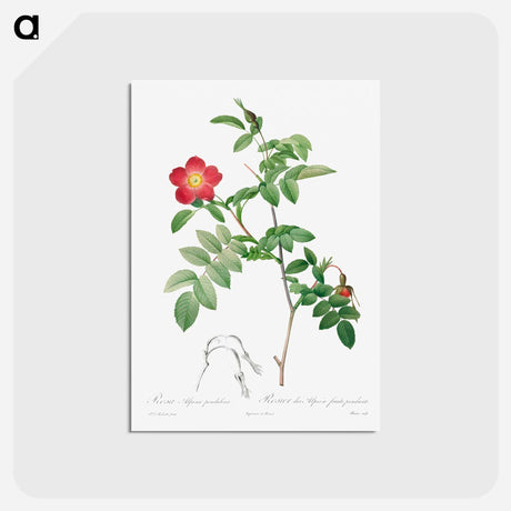 アートポストカード-Rosa Alpina Pendulina
 - クリーブランド美術館 Postcard.