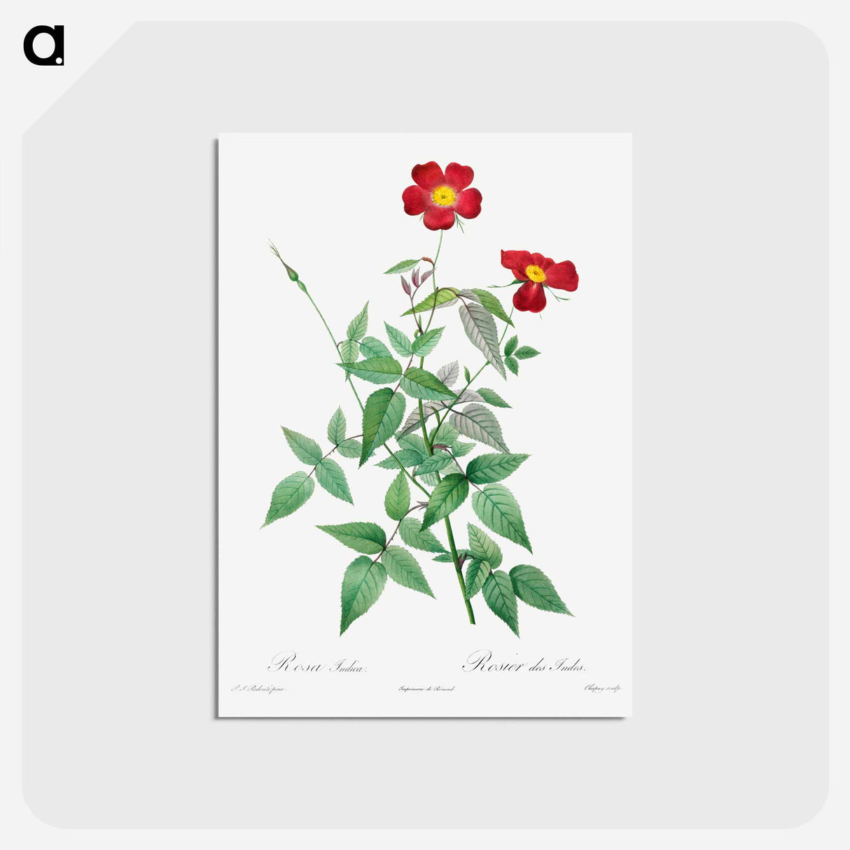 アートポストカード-Rosa Indica - ピエール ジョゼフ ルドゥーテ Postcard.