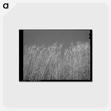 アートポストカード-Ripe Wheat Field
 - ラッセル リー Postcard.