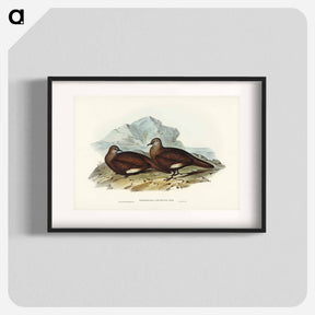 アートポスター-White-quilled Rock Dove
 - オーストラリアの鳥 Poster.
