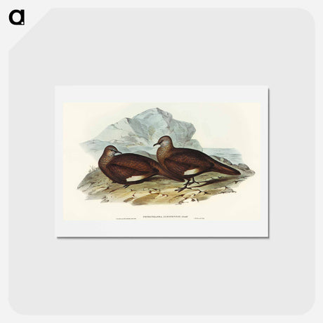 アートポストカード-White-quilled Rock Dove
 - オーストラリアの鳥 Postcard.