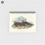 アートメモ帳-White-quilled Rock Dove
 - オーストラリアの鳥 Memo.
