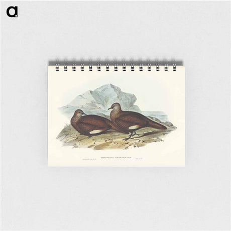 アートメモ帳-White-quilled Rock Dove
 - オーストラリアの鳥 Memo.