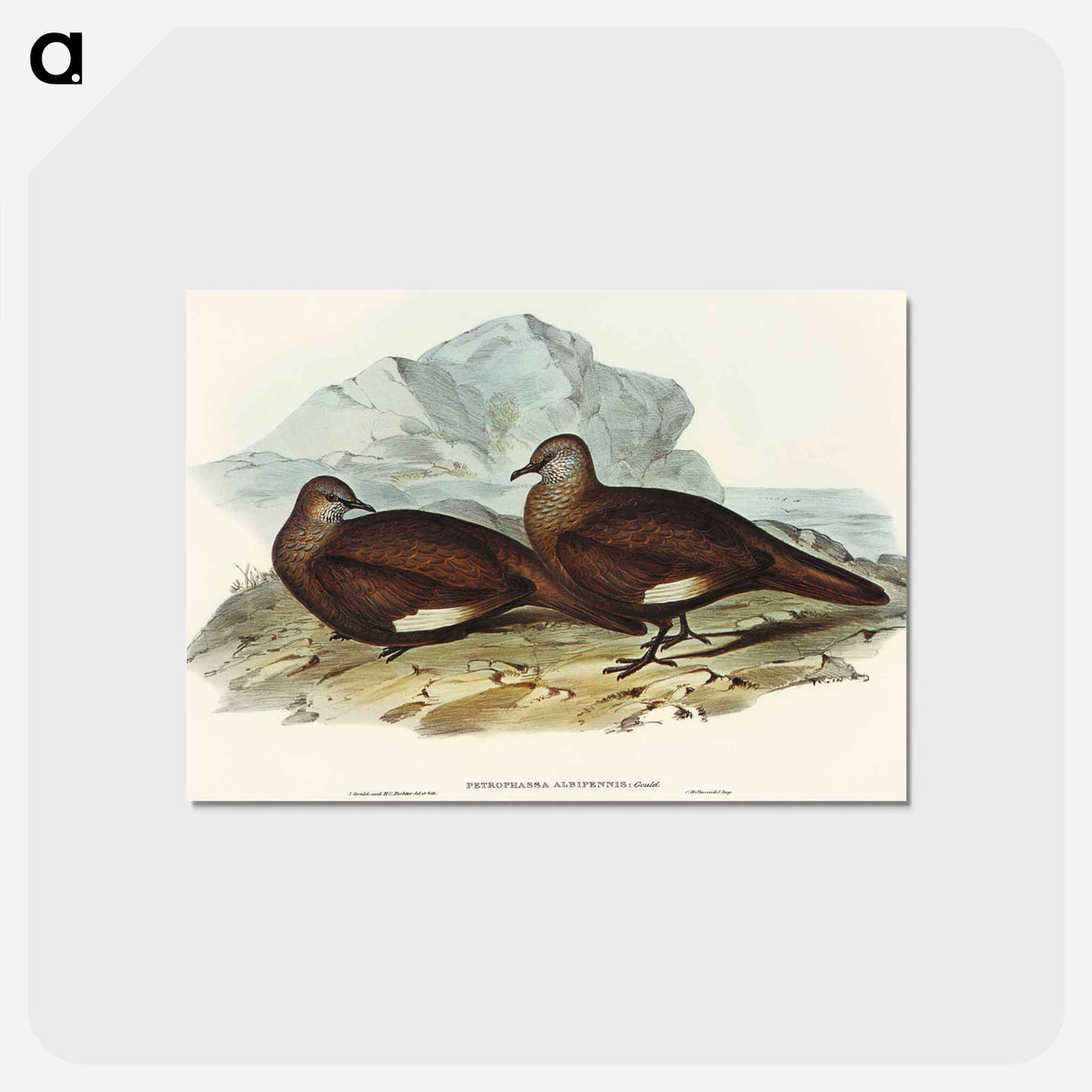アートポストカード-White-quilled Rock Dove
 - オーストラリアの鳥 Postcard.