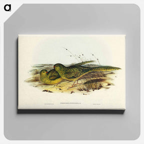 アートパネル-Ground Parakeet
 - ジョン グールド Canvas.